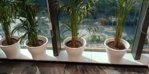 Areca Palm Plants