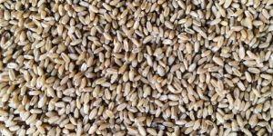 Wheat