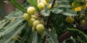 Indian Amla