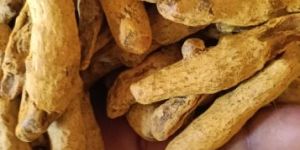 Dried Turmeric Finger