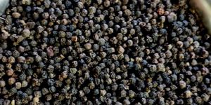 Organic Black Pepper