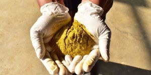 Berberine Powder Extract 60-65%