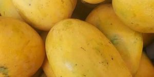 Mango Fruit