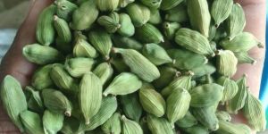 Green Cardamom