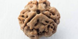 3 Mukhi Rudraksha