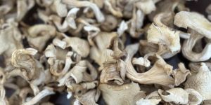 Dry Oyster Mushroom