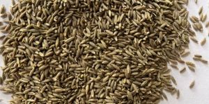 Cumin Seed