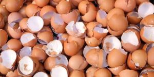 Egg Shell