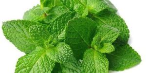Fresh Mint Leaves