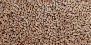 Wheat
