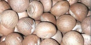 Areca Nut