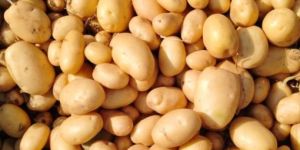 Fresh Potato