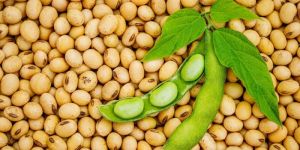 Soyabean