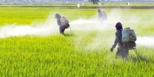 Tween 80 Polysorbate