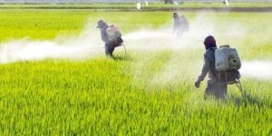 Powder Lambda Cyhalothrin