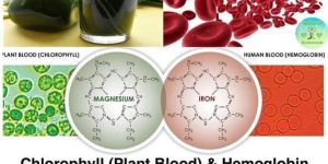 Chlorophyll Powder 100 Gram