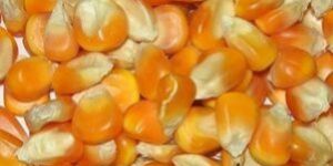 Maize Seeds
