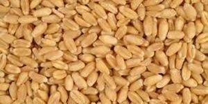 Wheat Grain