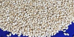 White Sesame Seeds