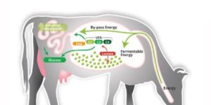 Rumen Bypass Energy