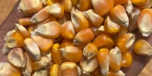 a Grade Yellow Maize