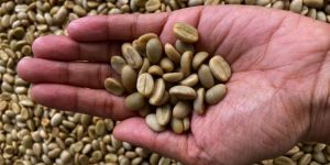 Organic Coffee Beans