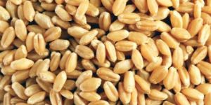 Wheat