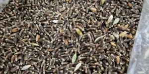 Black Wheat