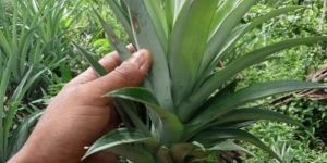 Pineapple Sucker Plants