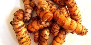 Fresh Turmeric