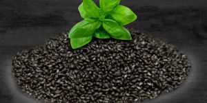 Basil Seeds