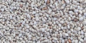 White Cow Pea
