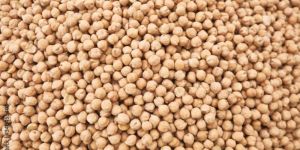 White Chickpeas