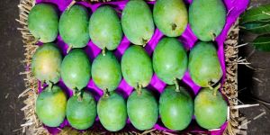 Mango Alphonso Corrugated Box