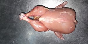 Halal Frozen Whole Chicken