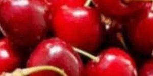 Fresh Red Italian Cherry