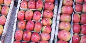 Kashmiri a Grade American Apple