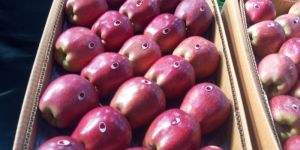 Kashmiri a Grade Kullu Delicious Apple