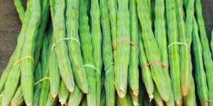 Fresh Green Drumstick