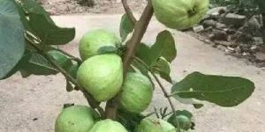 Fresh Guava Plant
