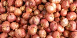 Shallot Onion