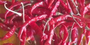 Dry Red Chilli