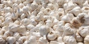 Garlic