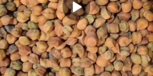 Kala Chana
