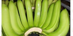 G9 Cavendish Banana