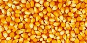 Yellow Maize Seeds