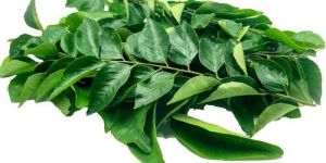 Curry Leaf Essential Oil