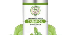 catnip nepeta cataria essential oil