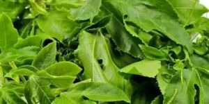 Fresh Passion Fruit Leaves