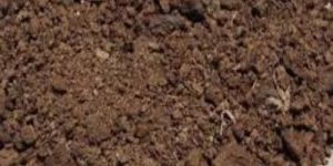 Cow Dung